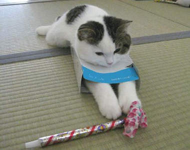 面紙盒貓！？兩者間永遠處於剪不斷理還亂的關係