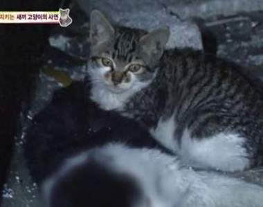 《癡癡守在媽媽身邊的小貓》媽咪　我們下輩子再在一起好不好