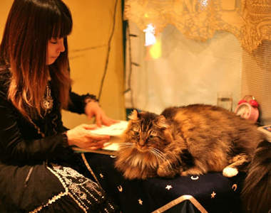 這不是《貓咖啡廳》是貓店長看店中好可愛(融化)