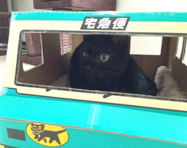 《黑貓宅急便》大概是史上最萌的宅急便了Σ>―(〃°ω°〃)♡→