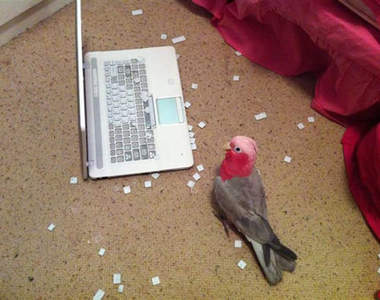 其實這些動物們～都是討厭鬼(ﾒ ﾟ皿ﾟ)ﾒ