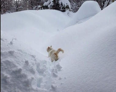 不輸給日本大雪的《野貓小白奮鬥記》