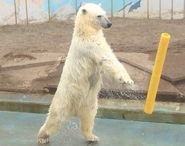 《北海道動物園會揮棒的北極熊》裡面真的沒有人嗎？