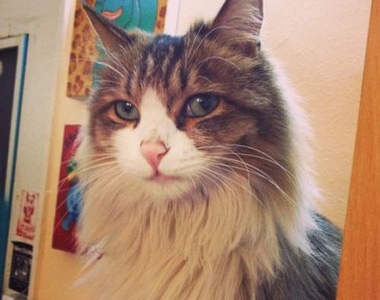 《希望牠變成人的貓》迷倒微博貓奴的帥氣喵喵♥