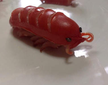 網友自創《大王具足蟲香腸》讓食慾盡失的便當配菜？