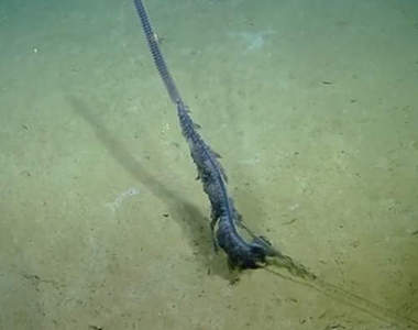  驚奇《謎樣生物》不解開謎底怎麼行