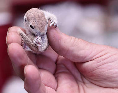 《25個超乎想像的小小小生物》到底是手指太大還是你太小？>∀<