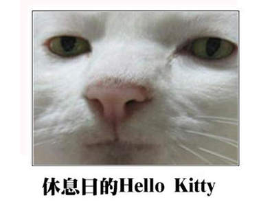 《貓咪照片裝傻篇》貓奴們笑笑貓老大的機會來了！