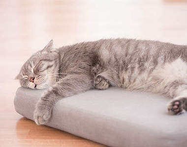 《熟睡的貓》在身上堆東西都沒發現ww