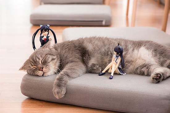 熟睡的貓 在身上堆東西都沒發現ww