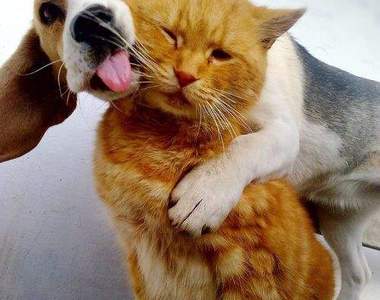 TOP 10 動圖之最 這些都是2013年最受歡迎的唷