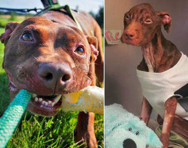 《受虐狗狗Patrick》奇跡營救日記太感動♥♥