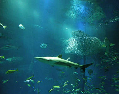 日本水族館發生鯊魚咬鯊魚的大慘事(抖)