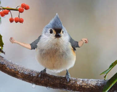 會動的《鳥人》天啊~違和君快出來工作啊XD