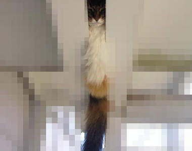 愛擠擠的《貓大師》還是其實這是隱身術的一種？（誤）