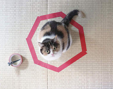 《一招馴服喵星人》貓奴們的反攻時刻到啦ΦωΦ