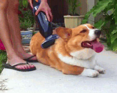 動物的爽爽刷毛表情全紀錄～(酥麻)