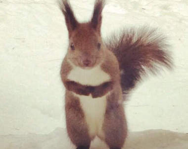 《討餅乾吃的小松鼠》續篇　竟然連狐狸也來了Σ(ﾟﾛﾟ)