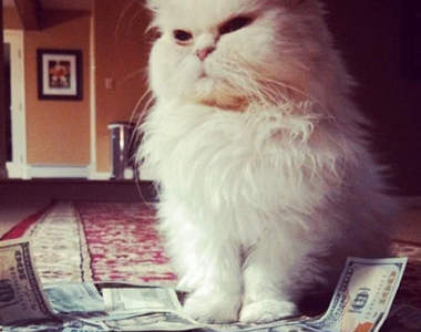 《貓的炫富照》怎樣?老貓就是有錢~(瞪)