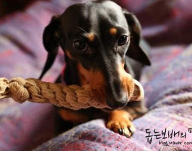 手工藝系列《狗用咬繩》喜歡咬褲褲那就真的給牠咬吧~