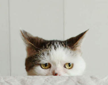 《囧臉貓 Mako》療癒人氣大爆發