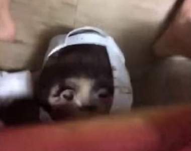 《無所不在的安娜貝爾》安娜你讓韓國人好緊繃阿XD