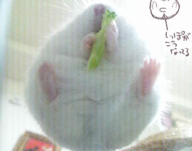 換個角度看倉鼠 這反面的可愛一定要讓後世知道~(傳)