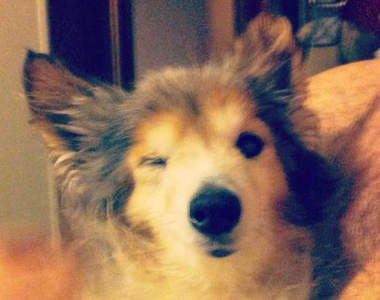 超感動《流浪狗的一年》你的一段時間是他們的一生