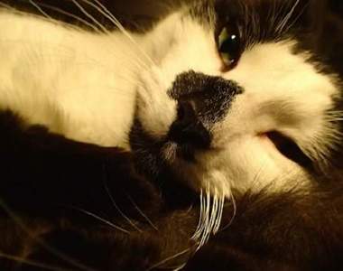 《貓兒身狗兒心》趴兔　史上最黏人的喵星人報到( ´∀｀)σ