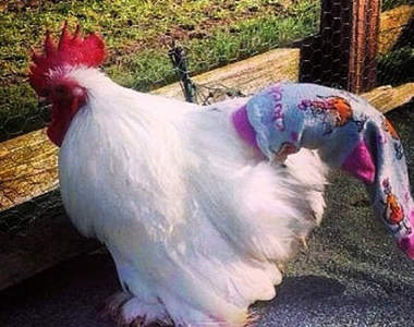 未成年勿入《GG在襪子裡》老歪們到底有沒有30公分？（重點誤）