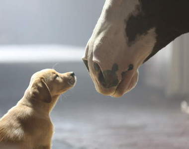 2014《超級盃廣告TOP 10》今年最受歡迎的廣告是～