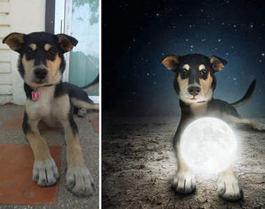 《幫浪浪找一個家》不養狗你也能做到的事情是？