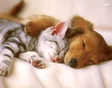 2014年《寵物名TOP 10排行榜》來看你家寶貝上榜沒