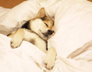 《柴犬裹在被被裡》怎麼會有這麼可愛的系列啦～～