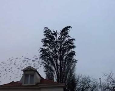 密集恐懼者慎入《一群鳥飛離的瞬間》那一刻時空停止人也傻了