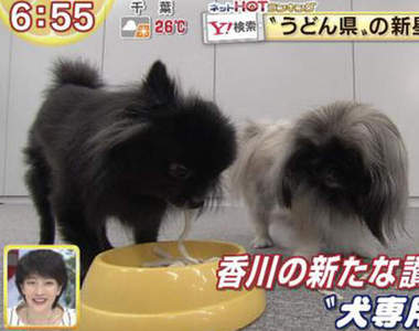 日本推出《狗狗專用烏龍麵》香川縣的烏龍麵愛實在太強大惹ww