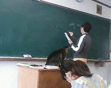 《貓咪一起上課》推特瘋傳超寵貓咪的校園生活