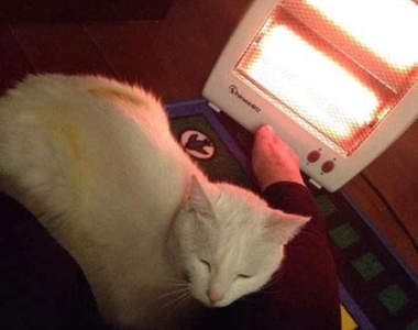 《烤焦的翅膀》冬天貓咪窩烤爐 請多小心啊～