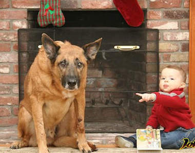 《壞狗狗的心虛表情》你又做了什麼壞事(°□°;)