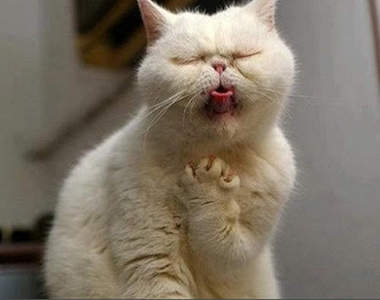 死都要吃～最危險的日本美食竟然是它