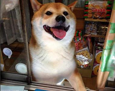 賣香菸的柴犬《小柴》老闆~我可以跟你要一份摸摸嗎?(融化)