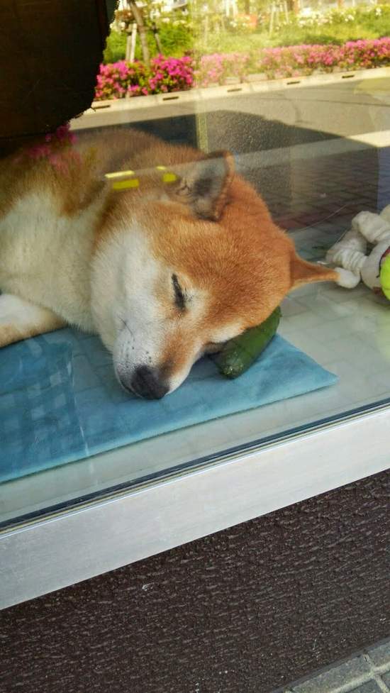 賣香菸的柴犬 小柴 老闆 我可以跟你要一份摸摸嗎 融化