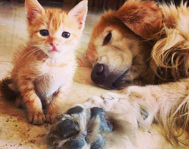 instagram上的超人氣寵物　可愛到讓你忍不住就按下追蹤