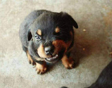 《生氣的小動物》我們兇起來連我們都怕啊（吼）