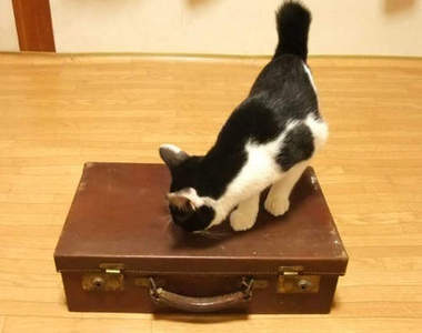 《爺爺的行李箱》這只100年前的皮箱裡到底有什麼呢?