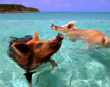 超萌《小豬島》你想浮潛游泳小豬陪著你^(00)^