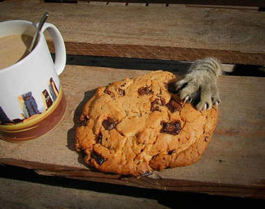 抱緊處理《貓咪小偷》你們也太明目張膽了吧 (OωOױ )