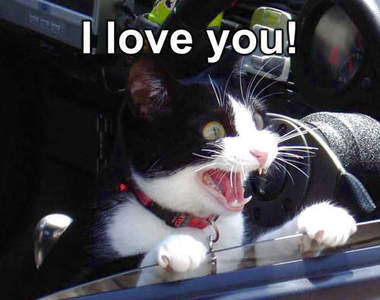 《貓咪愛你的5個表現》原來貓大人不是要暗殺我喔！？(´;ω;`)