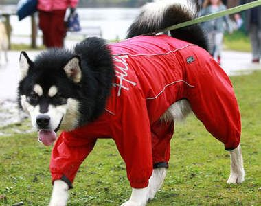 狗狗雨衣之星光大道　參加盛會前當然要盛裝打扮一下～