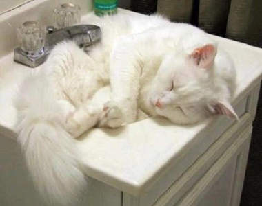 《洗臉盆上的貓》這裡真的這麼好躺嗎（戳）